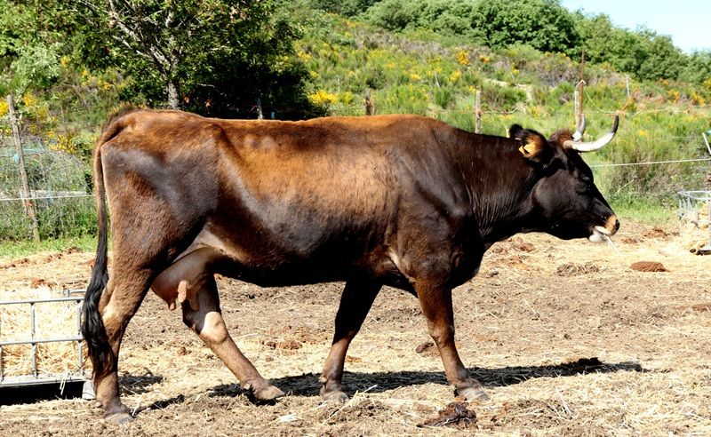 Vaca Mantequera Leonesa de 10 años de edad. Sotillo de la Cabrera (León), 2018.|  LUIS FERNANDO DE LA FUENTE