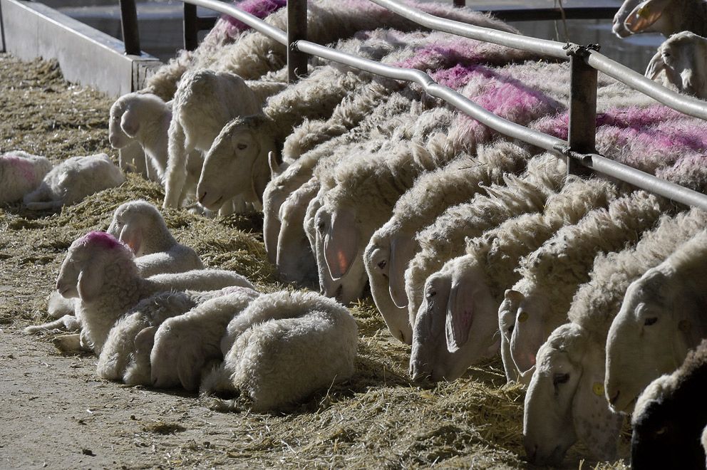 Explotación de ovino de leche de la provincia leonesa. | MAURICIO PEÑA