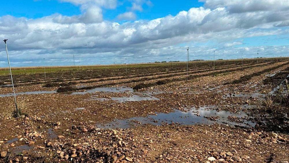 Cultivo de alubias de la provincia afectado esta campaña por la lluvia. | L.N.C.