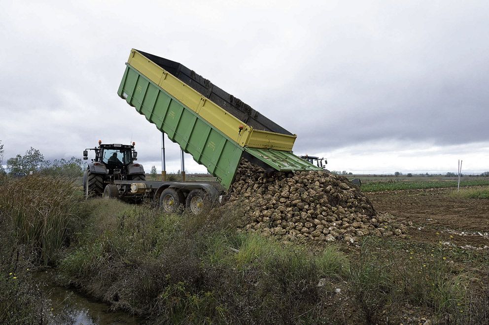 Un agricultor amontonando la remolacha recolectada. | MAURICIO PEÑA