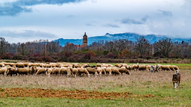 Rebaño con la torre de Tabuyo al fondo. | VICENTE GARCÍA