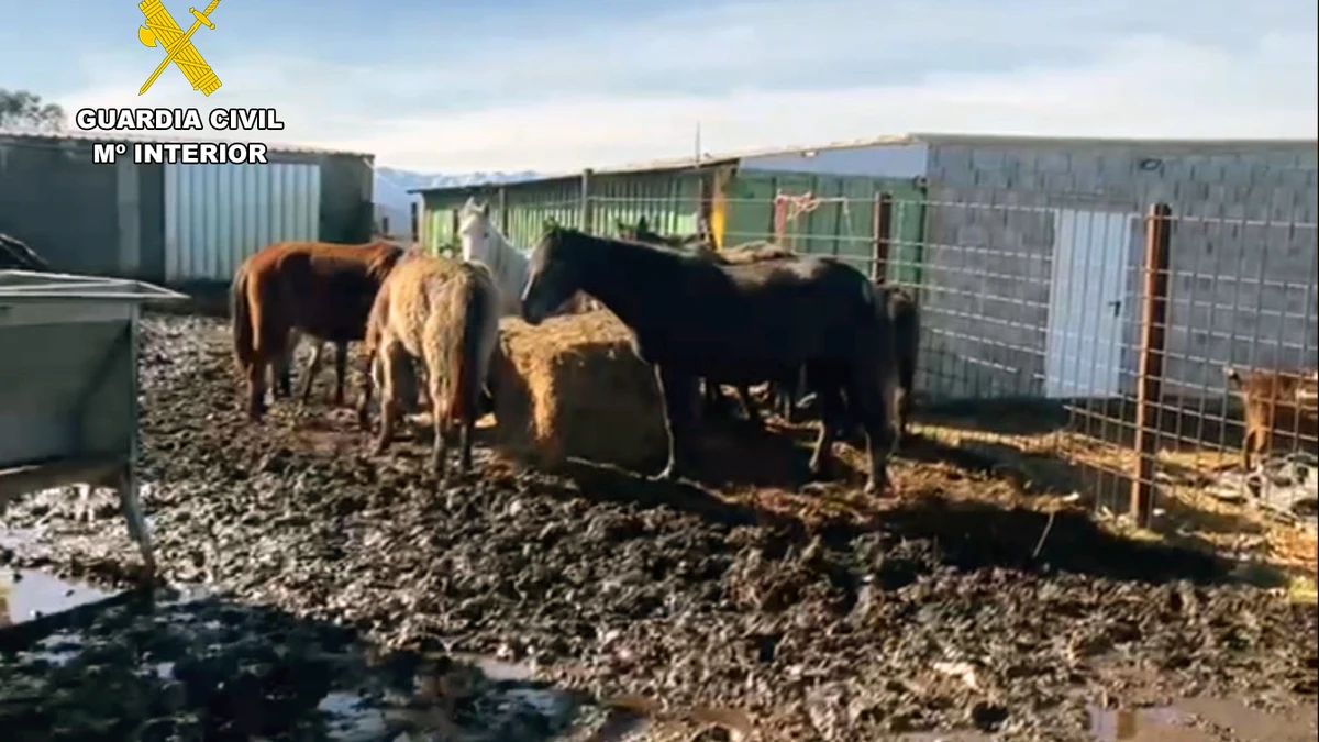 Imagen de los animales localizados en una explotación activa de un ganadero inhabilitado. | GUARDIA CIVIL