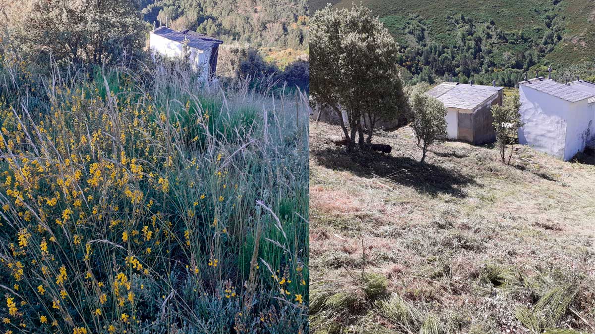 Antes y después del monte desbrozado en Fabero. | L.N.C.