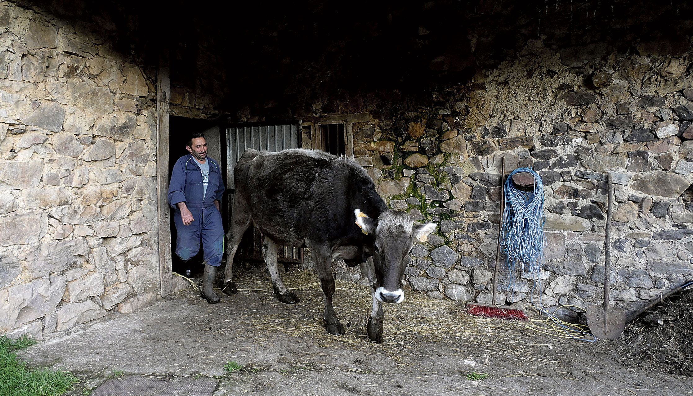 ‘Gelete’ de Corniero, Ángel Fernández, sale de la cuadra con la Chata, una de las pocas vacas de leche que ha dejado, por nostalgia. | MAURICIO PEÑA