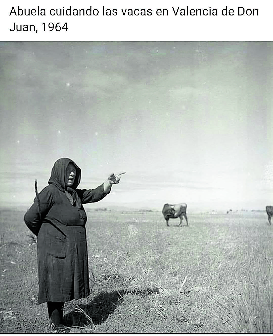 Una mujer cuida a las vacas en Valencia de Don Juan. 1964