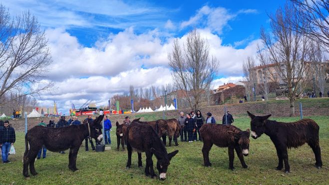 Exposición de los burros de raza zamorano-leonesa en la jornada de este sábado. | L.N.C.