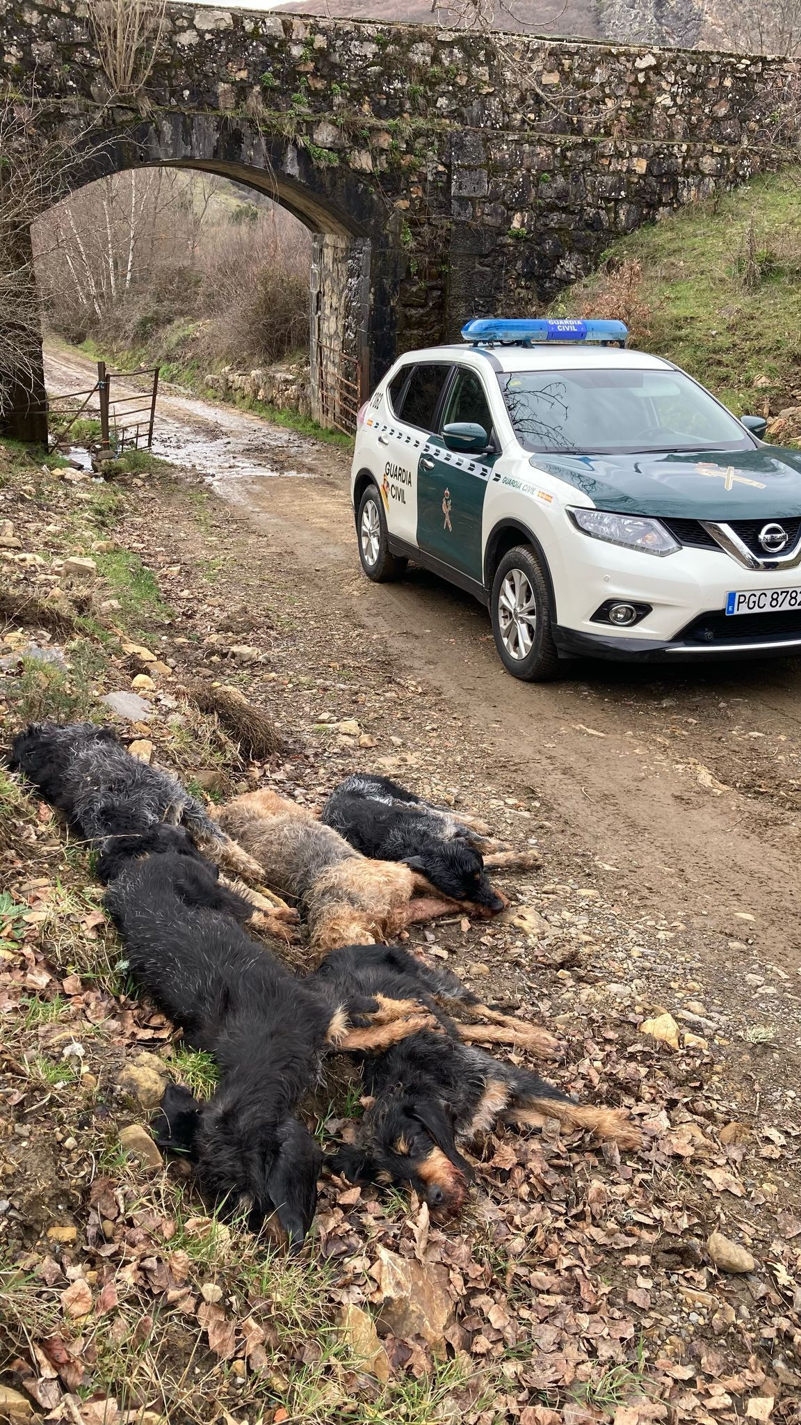 Imagen de los cuerpos de los perros ahogados junto a la patrulla de la Guardia Civil.