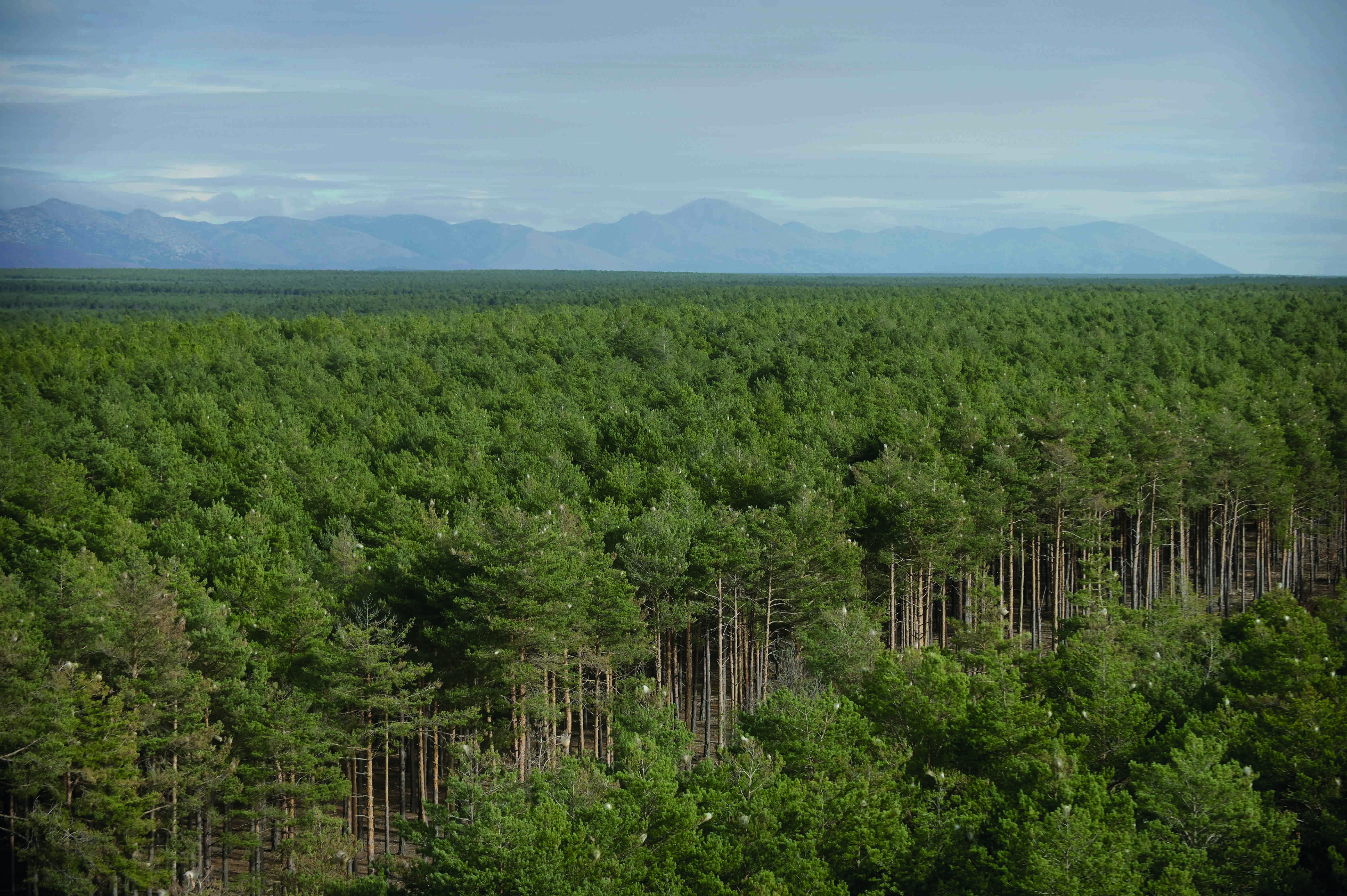 Vista de la riqueza forestal de Riocamba, donde se celebrará el miércoles la formación del proyecto ‘Life +REB’. | JESÚS F. SALVADORES