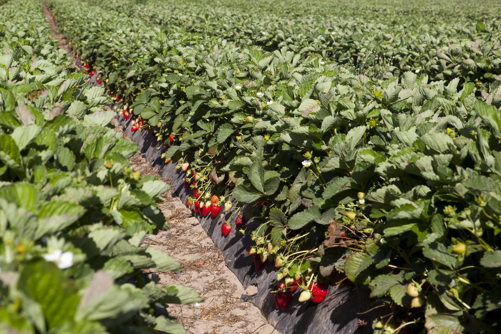 Un campo de fresas en Huelva. | JUNTA DE ANDALUCÍA