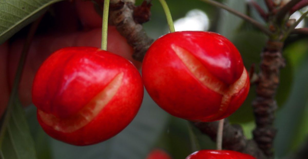 El ‘craking’ o rajado de la cereza madura, producido por las aguas de tormenta, a la que muchas variedades bercianas son sensibles. I L.N.C.