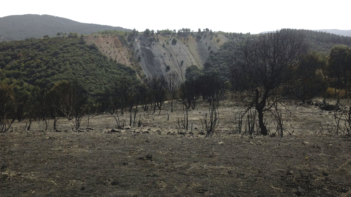 Parte de la superficie arrasada en los alrededores de Fontoria en las últimas horas.| N.F.D.