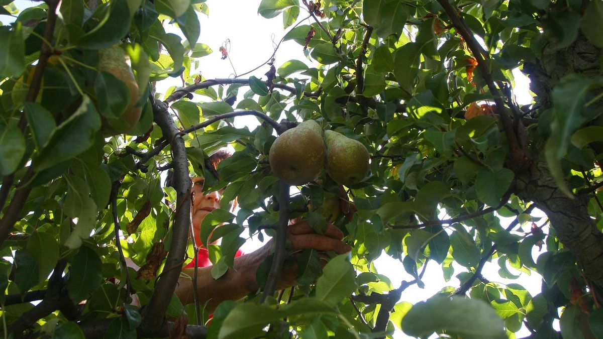 La psila causa manchas negras en los árboles y en las frutas. | ICAL