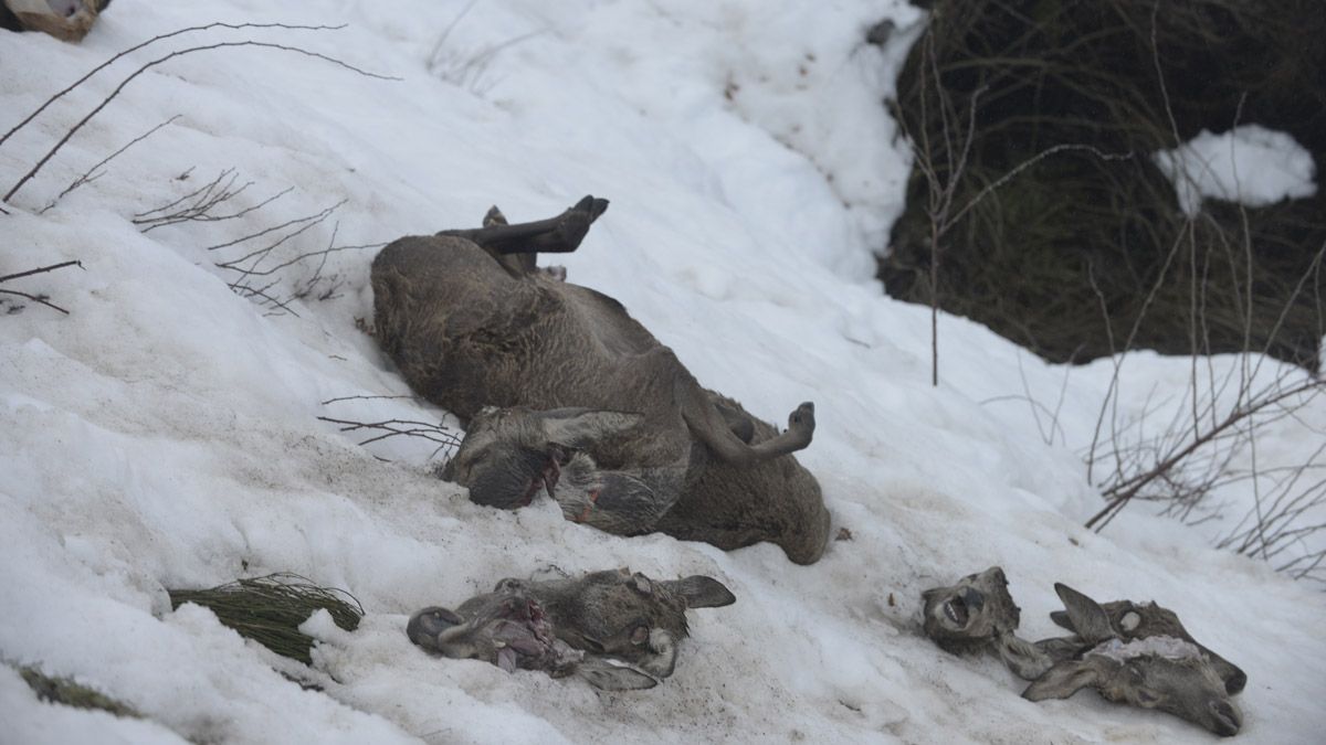 Imagen de los corzos encontrados muertos en la montaña leonesa.