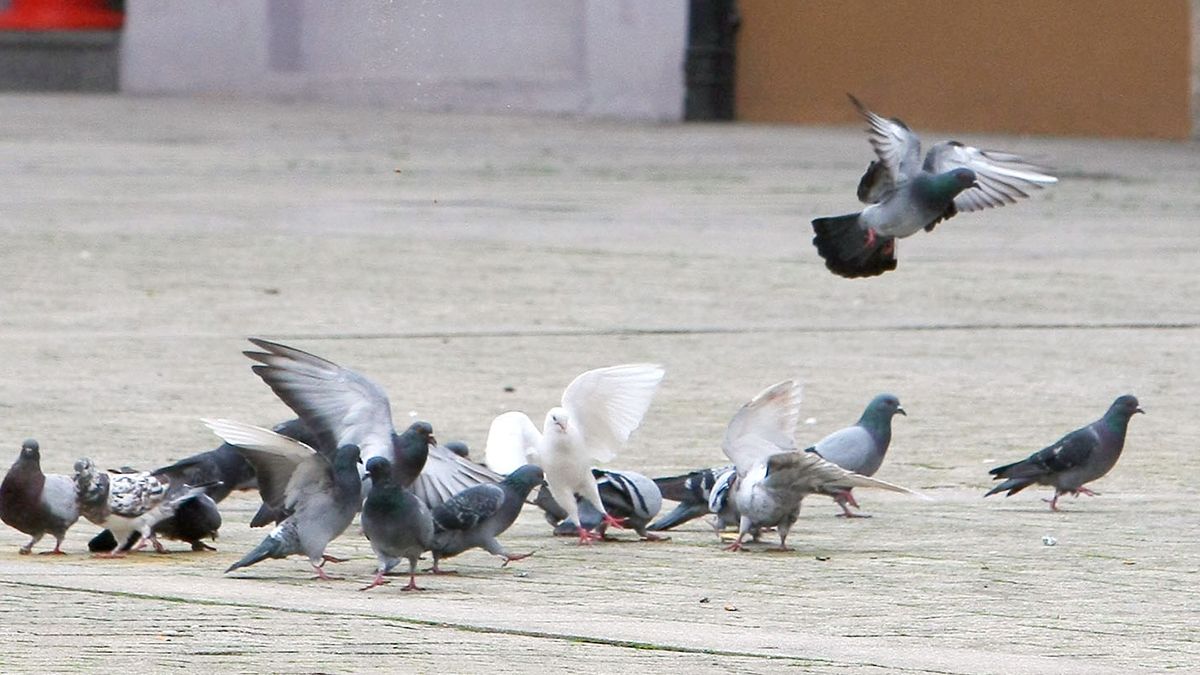 La reducción de palomas se llevará a cabo mediante un sistema de jaulas. | ICAL