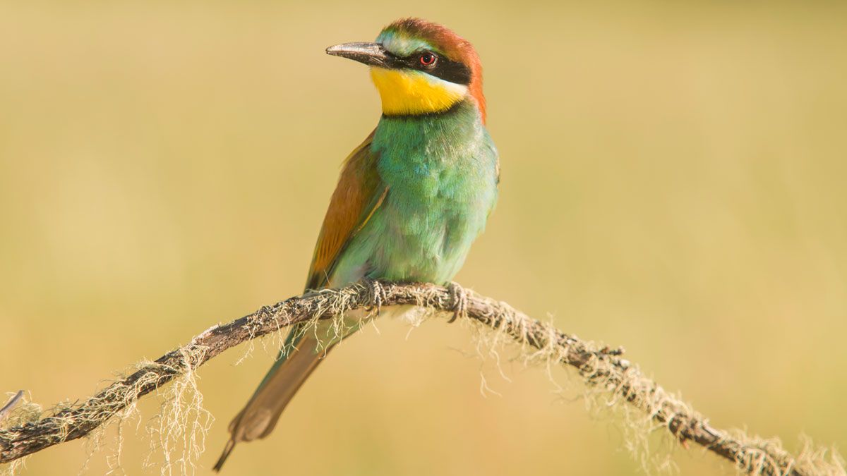 El abejaruco es un ave muy agradecida de fotografiar, por su comportamiento tranquilo y confiado. | JAVIER VALLADARES