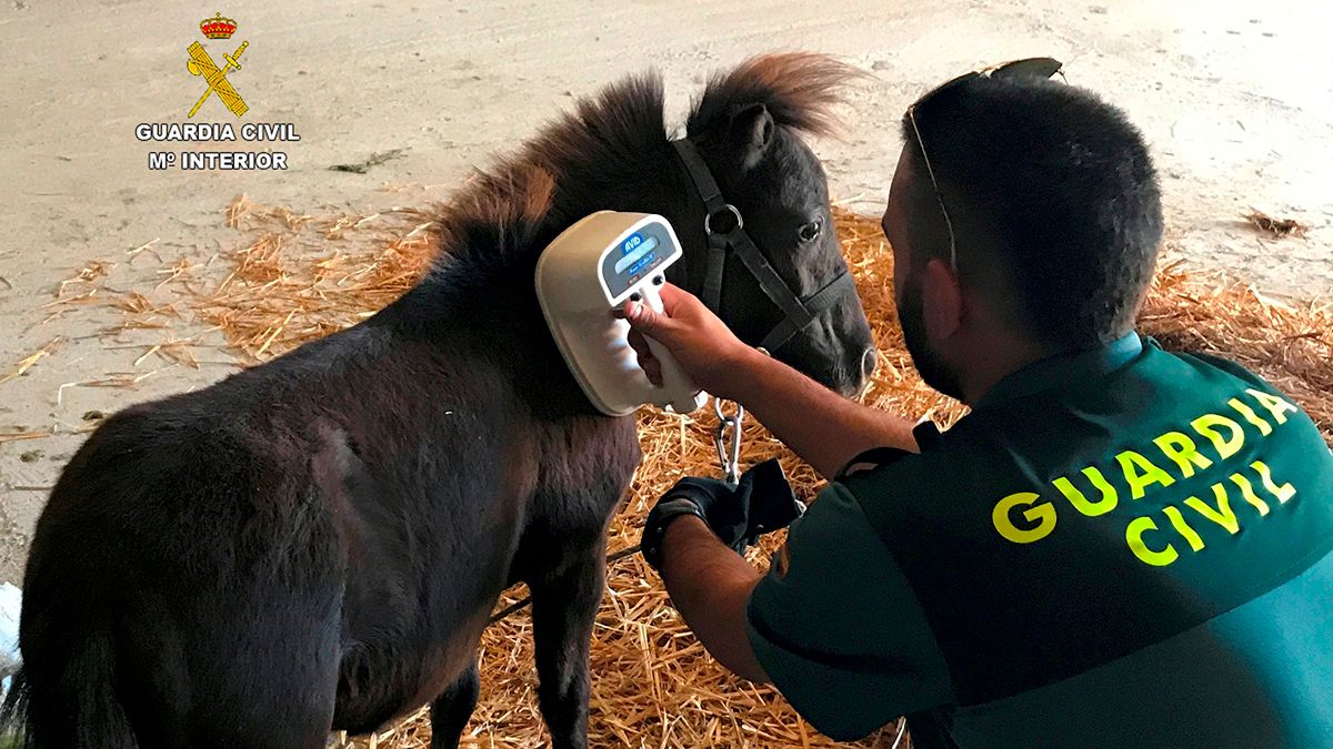 Un guardia civil comprueba el microchip de identificación del animal. | L.N.C.