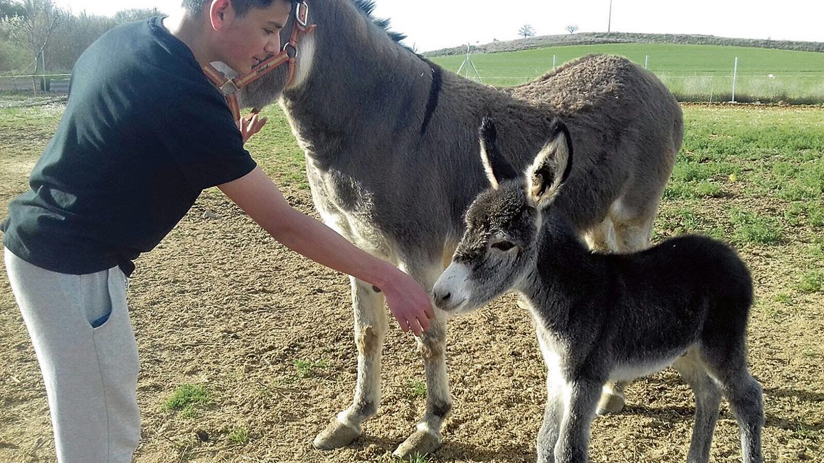 Tomasín, el dueño de Louis Arthur Charles de La Sobarriba, es consciente de que el nacimiento de su pequeño burro es un hecho extraordinario