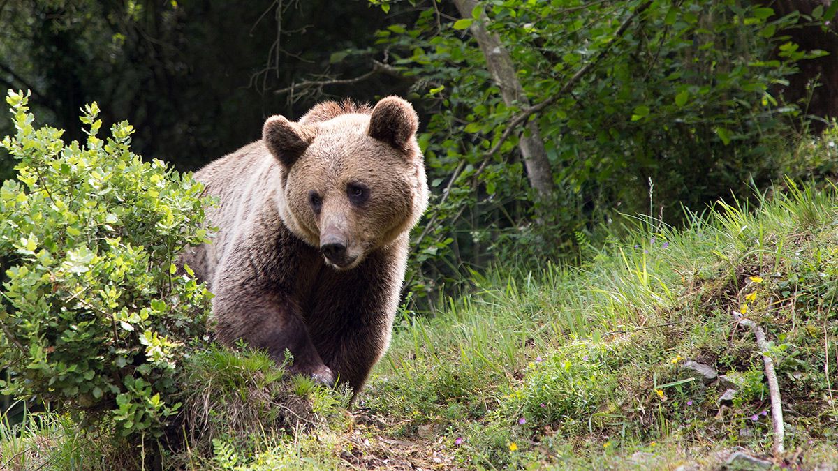 Un ejemplar de oso pardo cantábrico en una imagen de archivo. | ICAL