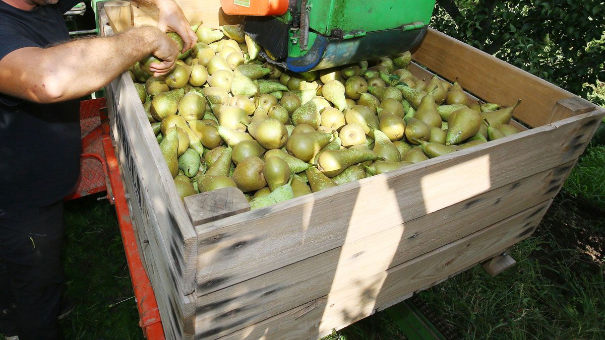 Imagen de archivo de trabajos de recogida de fruta en el Bierzo. | Ical